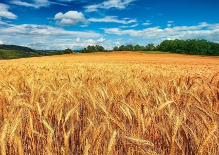 خرید تضمینی بیش از ۳۰۷ هزار تن محصولات کشاورزی در مازندران