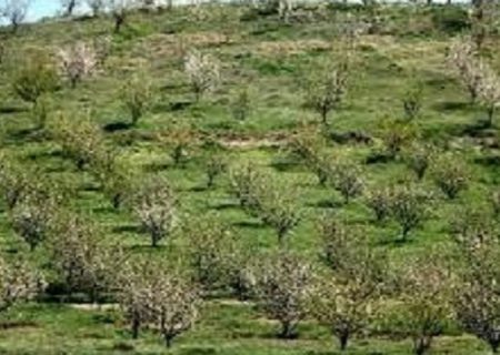 مبارزه زمستانه با آفات درختان سیاه ریشه از دهه سوم بهمن